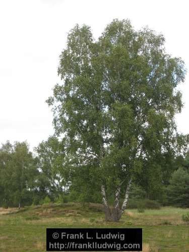 Lneburger Heide